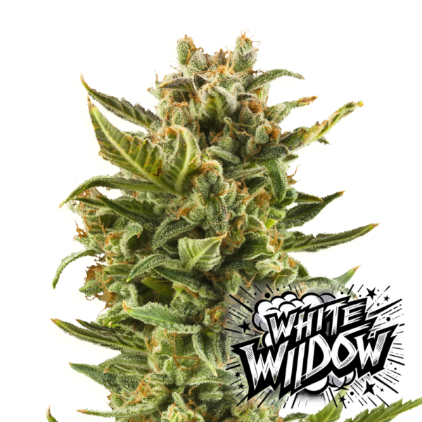 White Widow-png | High420.de White Widow.png