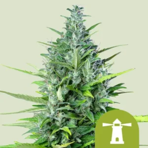 Royal Haze Autoflowering I Royal Queen Seeds | High420.de Royal Haze Autoflowering I Royal Queen Seeds Cannabis Samen