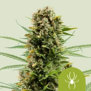 White Widow Autoflowering I Royal Queen Seeds | High420.de White Widow Autoflowering I Royal Queen Seeds Cannabis Samen