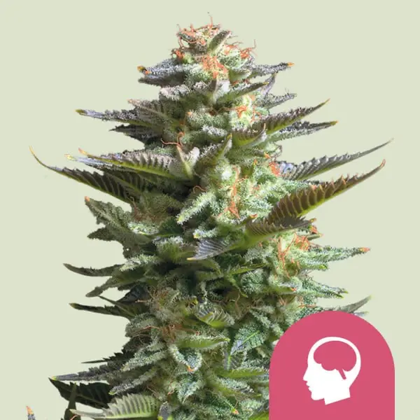 Royal Queen Seeds Amnesia Haze | High420.de Royal Queen Seeds Amnesia Haze Cannabis Samen