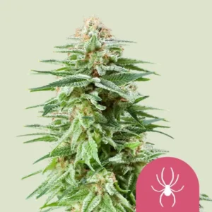 Royal Queen Seeds White Widow | High420.de Royal Queen Seeds White Widow Cannabis Samen