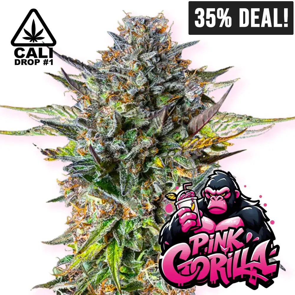 Baba Seeds Pink Gorilla 35- Rabatt | High420.de Baba Seeds Pink Gorilla Cali Cannabis Samen 35% Rabatt