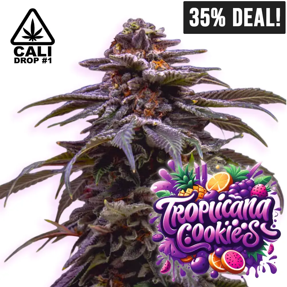 Tropicana Cookies Purple auto | High420.de Tropicana Cookies Purple auto - Baba Seeds - 35% Deal